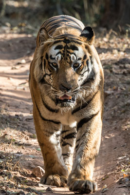 tiger